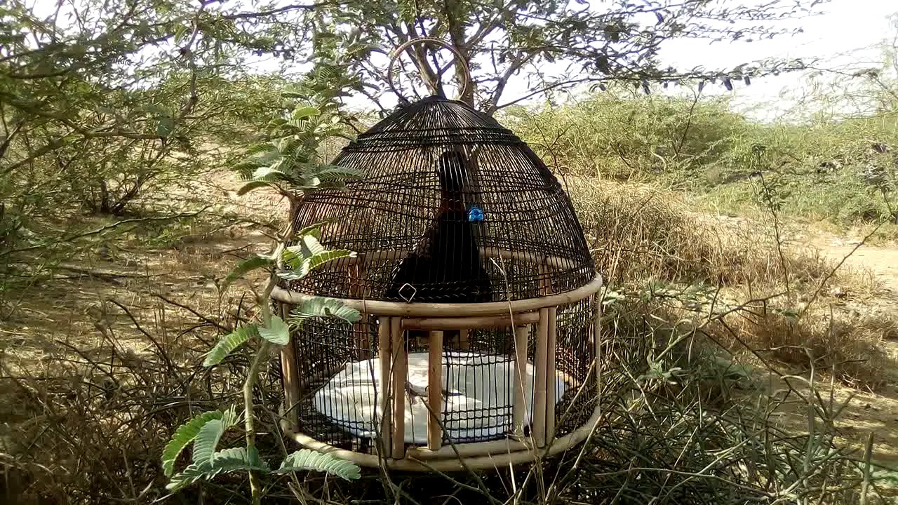 Black Francolin kala Teetar