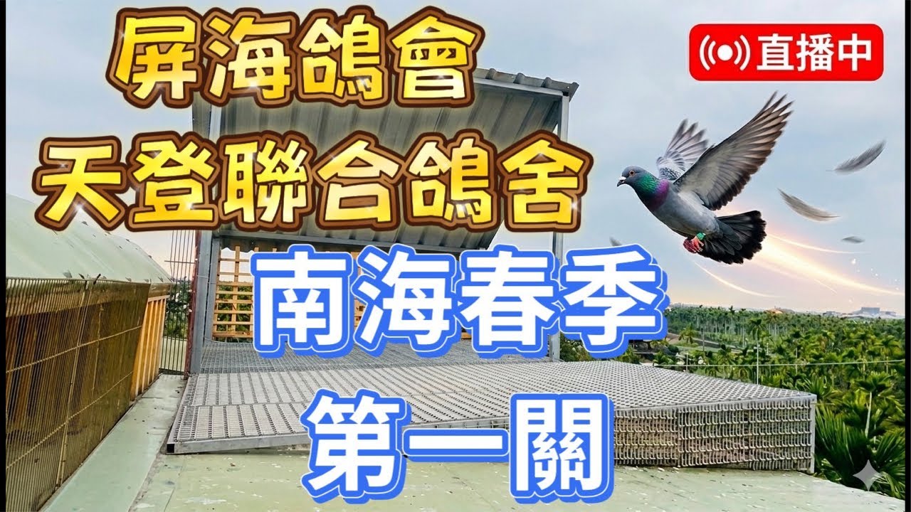 「恆盟賽鴿網」正在直播！第一關直播