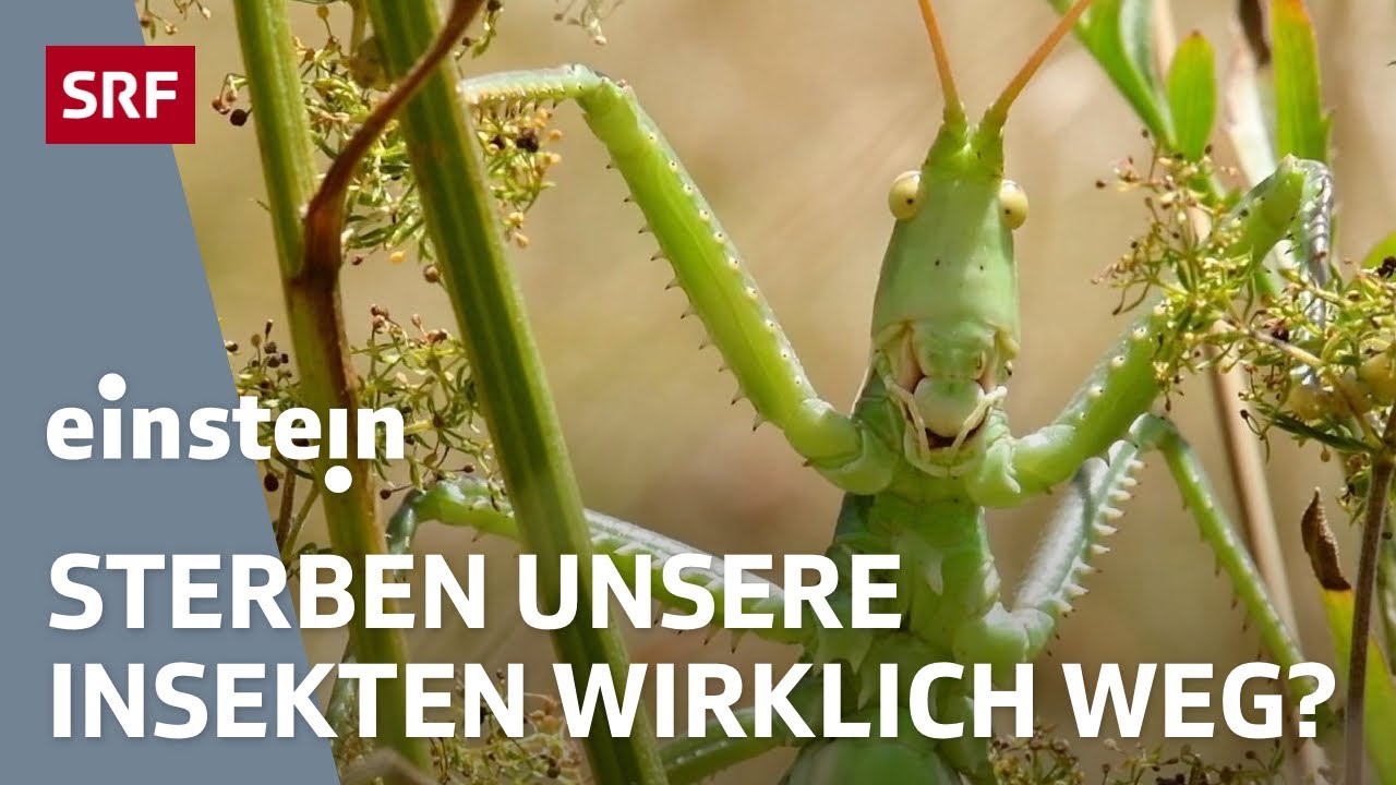 Insektensterben in der Schweiz: Sind sie wirklich so bedroht? | Einstein | SRF