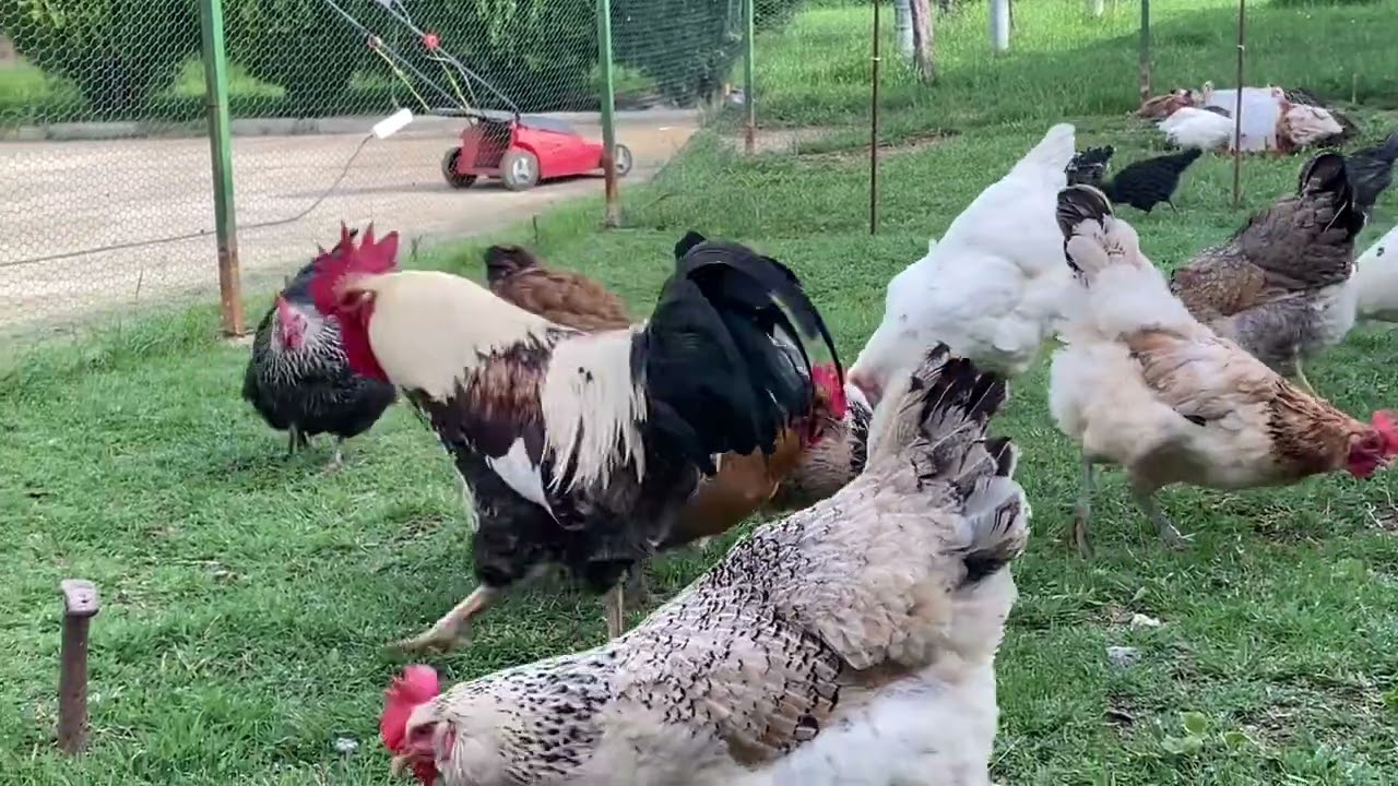 Pulat e fshatit Zabergje