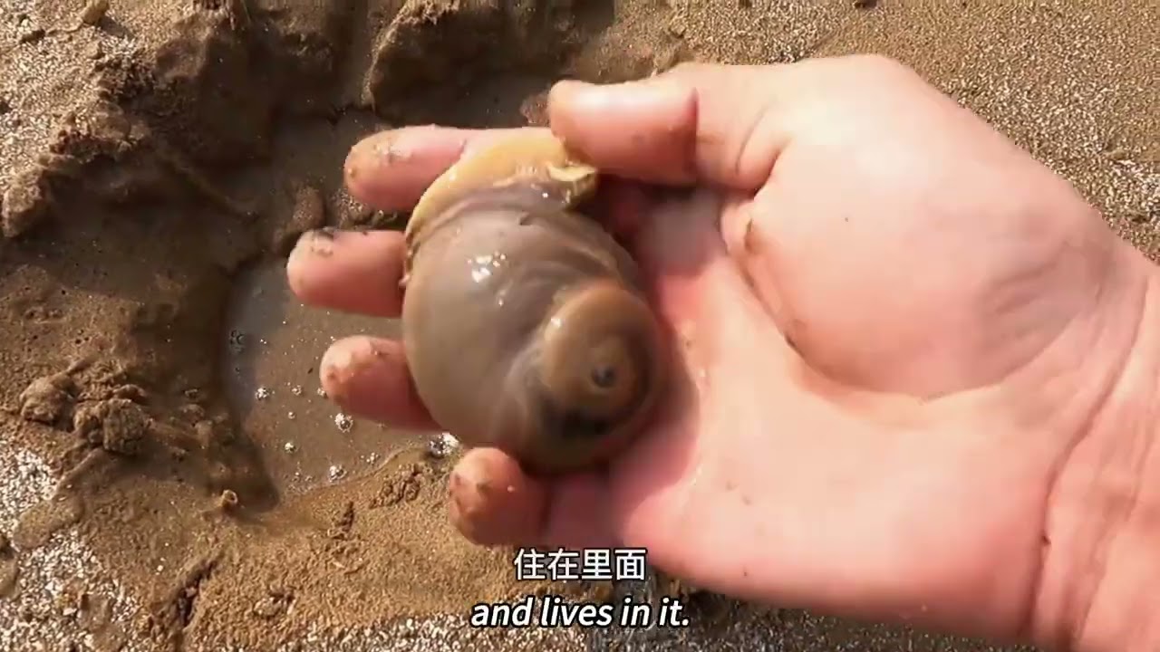 大庆赶海发现比手大的小章鱼 退潮后遇到一条花板子#我的乡村生活 #赶海