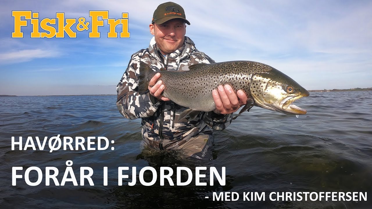 HAVØRRED: FORÅR I FJORDEN