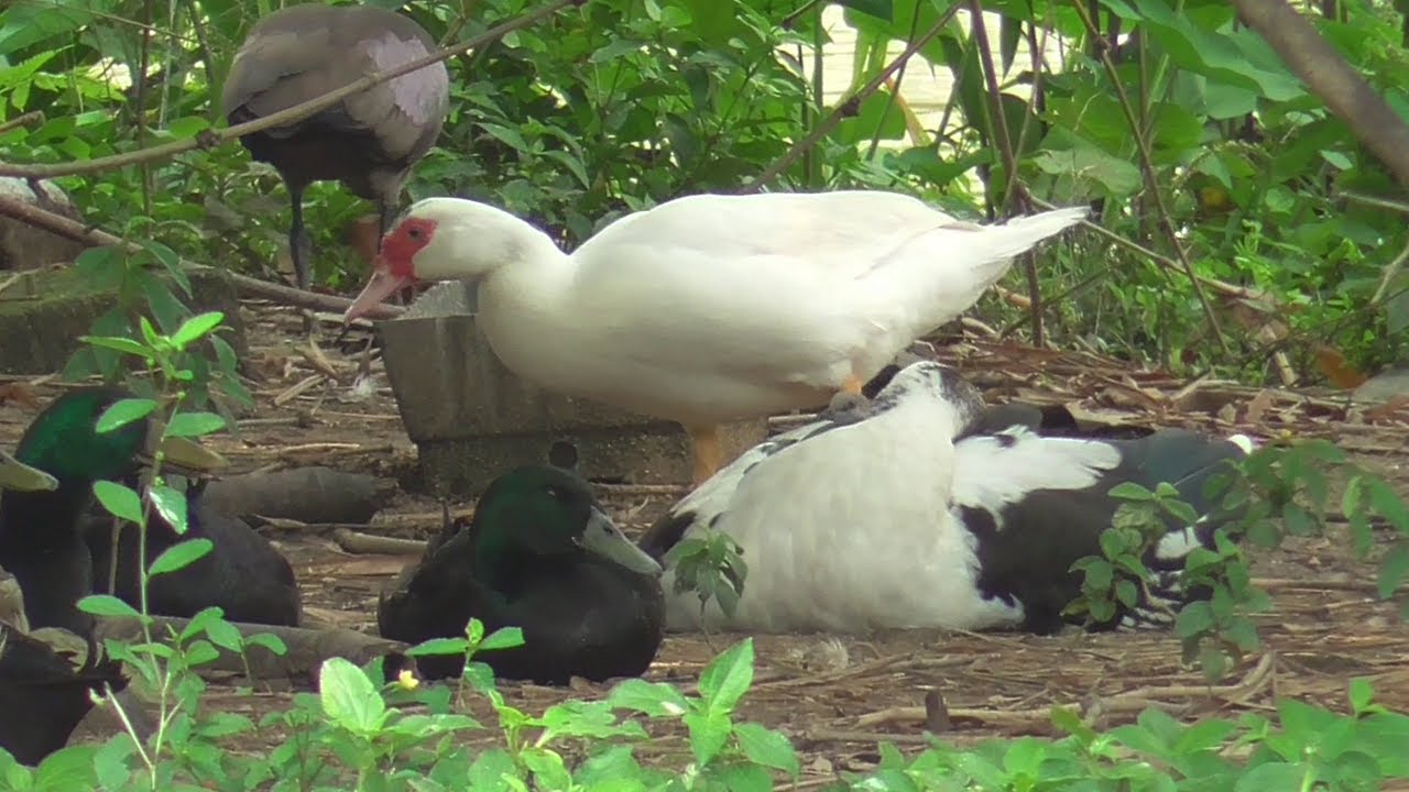 Malaysia Series #9 - Muscovy and Pekin and friends!