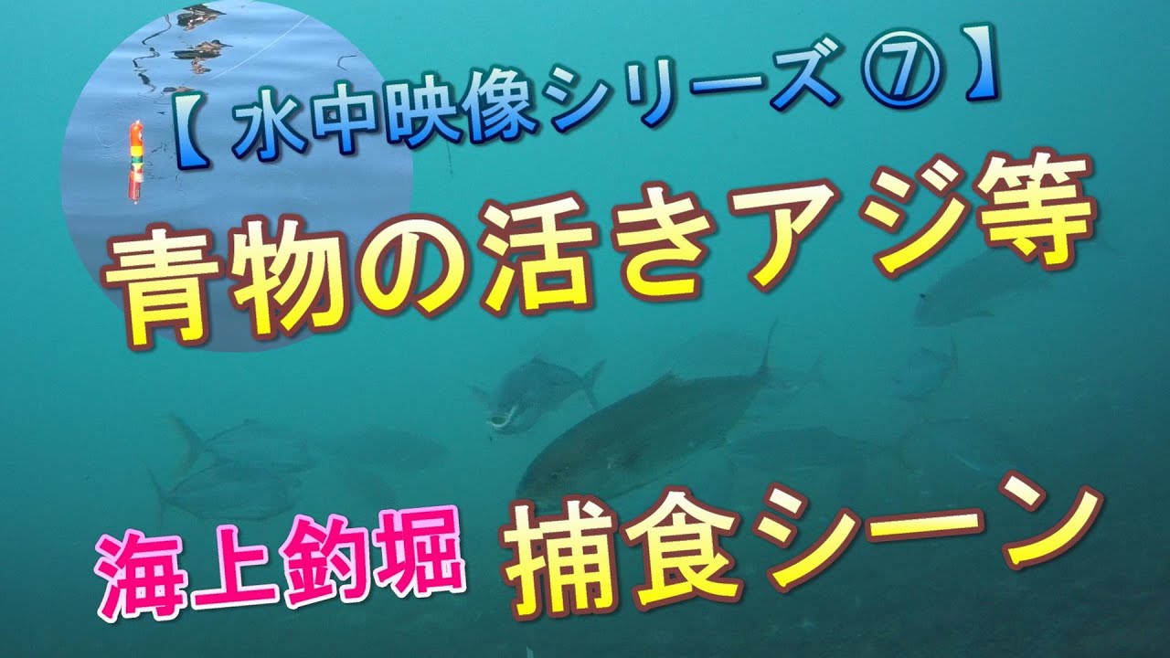 【 水中映像シリーズ ⑦ 】【４K】 海上釣堀 青物の活きアジ等捕食シーン