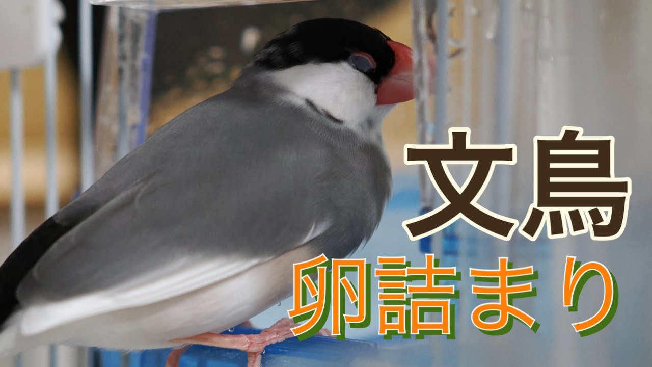 文鳥『卵詰まり』してしまいました・・・