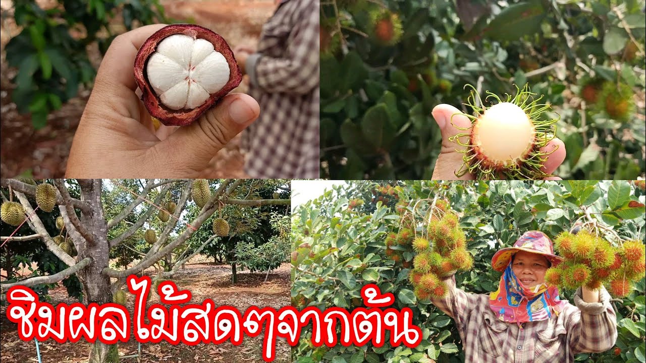 สุดยอดสวนผลไม้#เมืองอุบลฯปลูกมา5ปีให้ผลผลิตดีเกินคาด