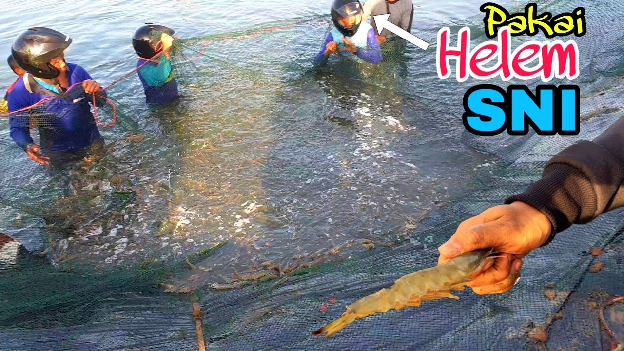 Panen udang vaname JUMBO harus pakai HELM SNI - panen satu kolam 1 Milyar