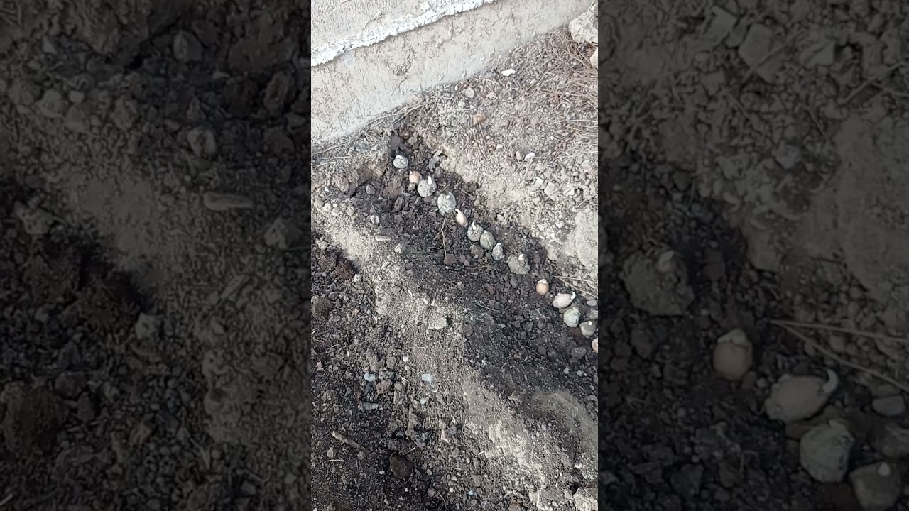 Filizlenen Salep Yumrularının Tekrar Toprakla  Buluşması