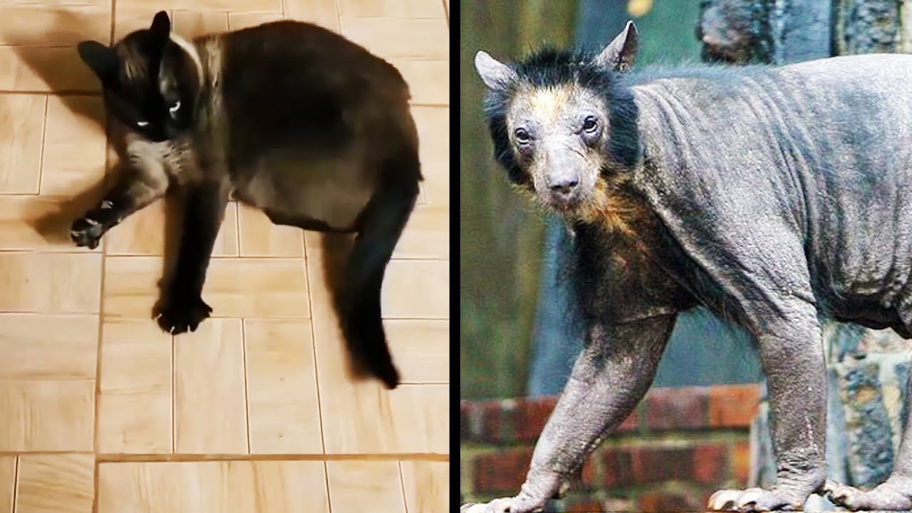 Les PIRES Animaux de l'Année