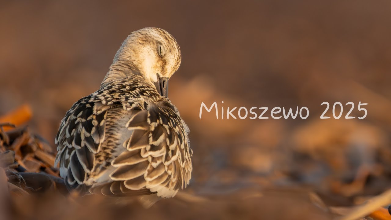 Mikoszewo w końcu się zaczęło 😃 // sony a1 // fotografia przyrodnicza // fotograf ptaków //