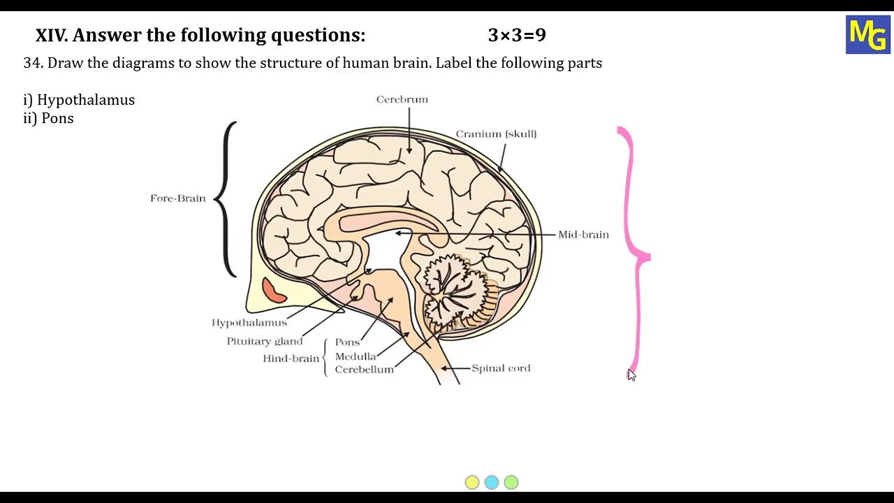 MQP - 3 | Science | 3 Mark Questions | KSEAB | 2025 - 26 | Class 10 | Part C Biology | MCQs | SSLC