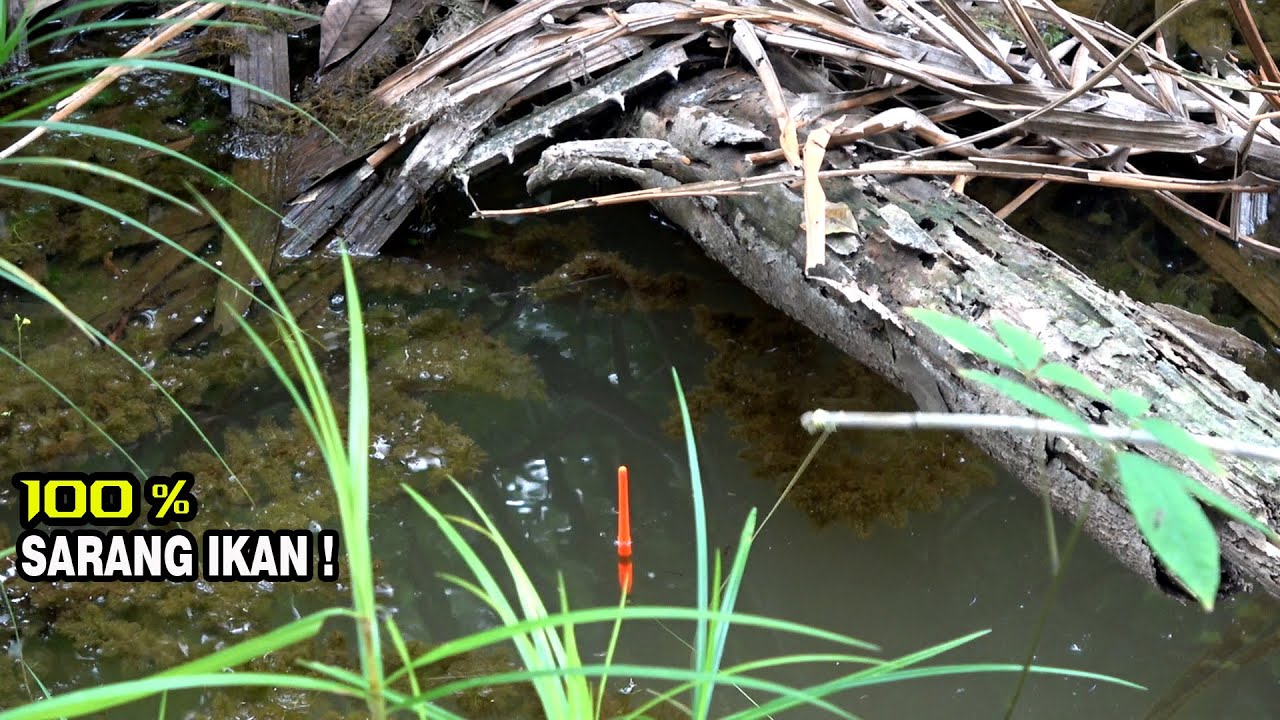 Mancing disaat air sungai sedang surut strike gak ada habisnya!!! #SG-173