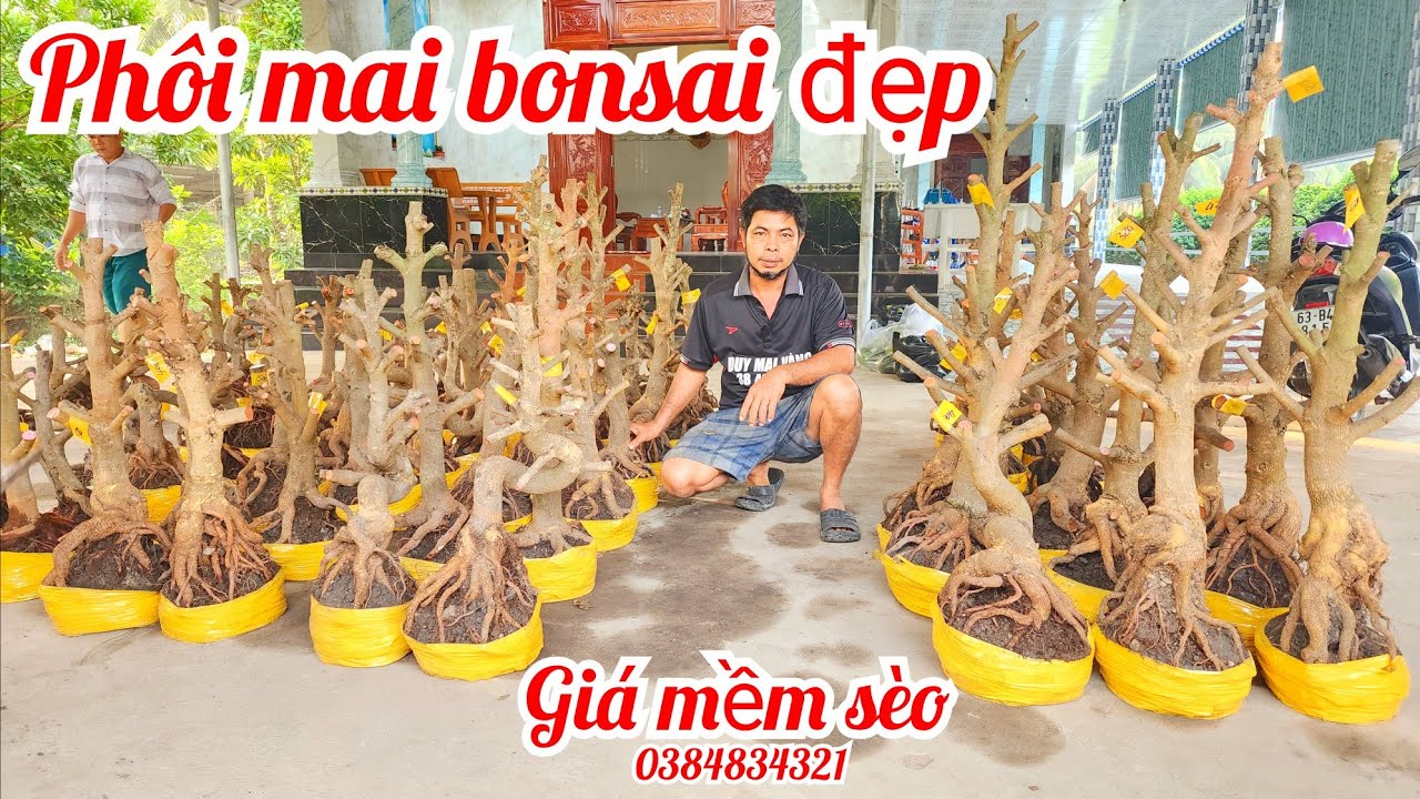 20/1 A Duy 0384834321 phôi mai giảo bonsai đế nôm đẹp giá mềm sèo |MaivàngThanhTâm