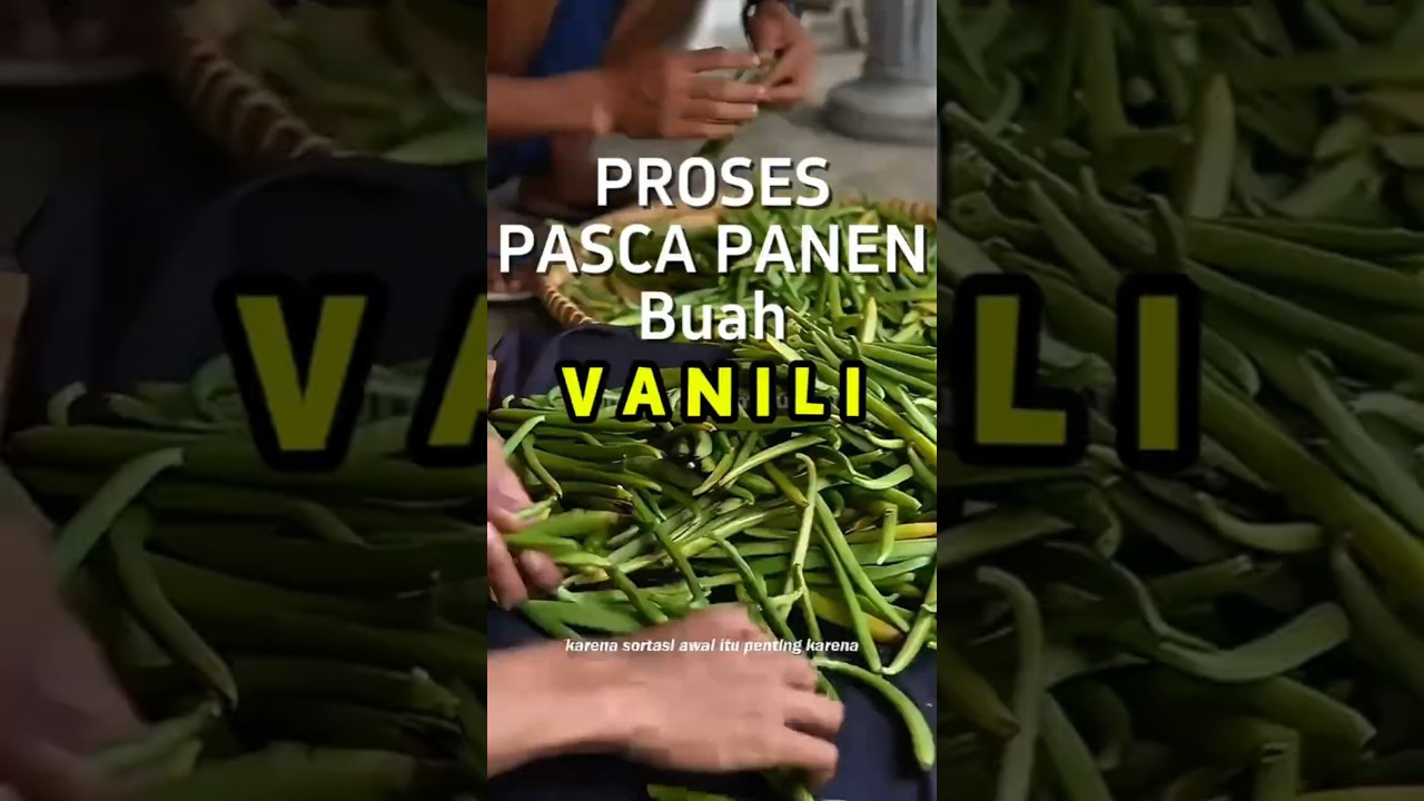 RAHASIA! PROSES PASCA PANEN PETANI VANILI EKSPOR #vanillaplanifolia #vaniliindonesia #vanillabean