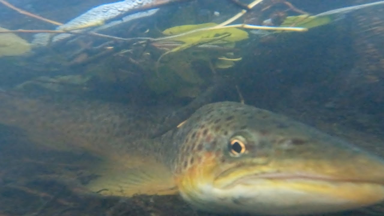 Stora öringar i lilla bäcken || Öringlek 2022 @SportfiskarnaSverige @GoPro #trout #oring #spawning