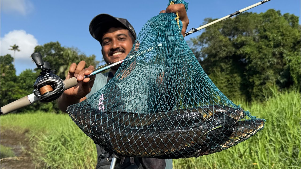 ഇങ്ങനെ വരാലിനെ പിടിക്കുന്നത് കണ്ടിട്ടുണ്ടോ..😱🙆‍♂️ | Snakehead Fishing Videos | Fishing Videos | Fish