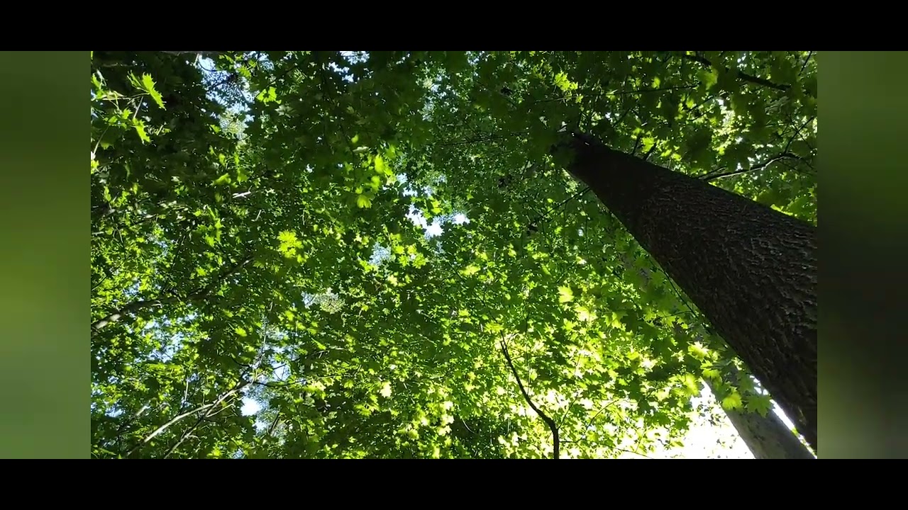 Linden grove