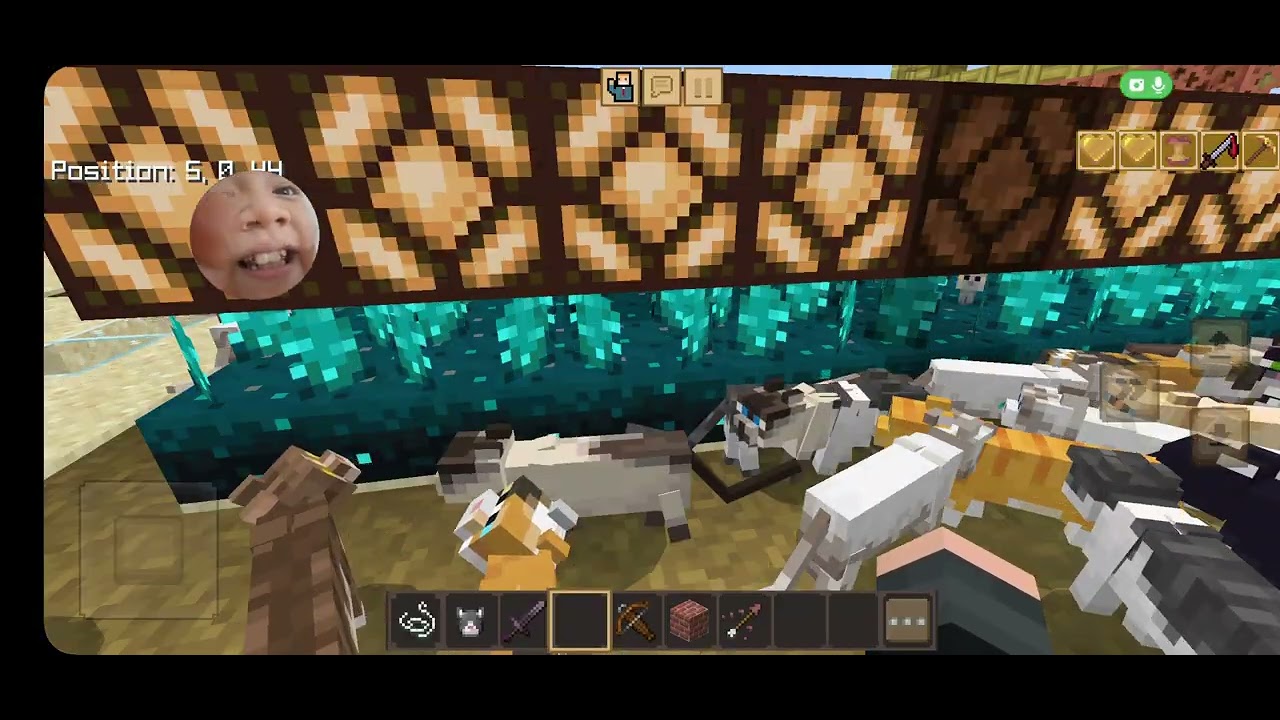 Kucing lagi demo dirumah (Crafting and Building)