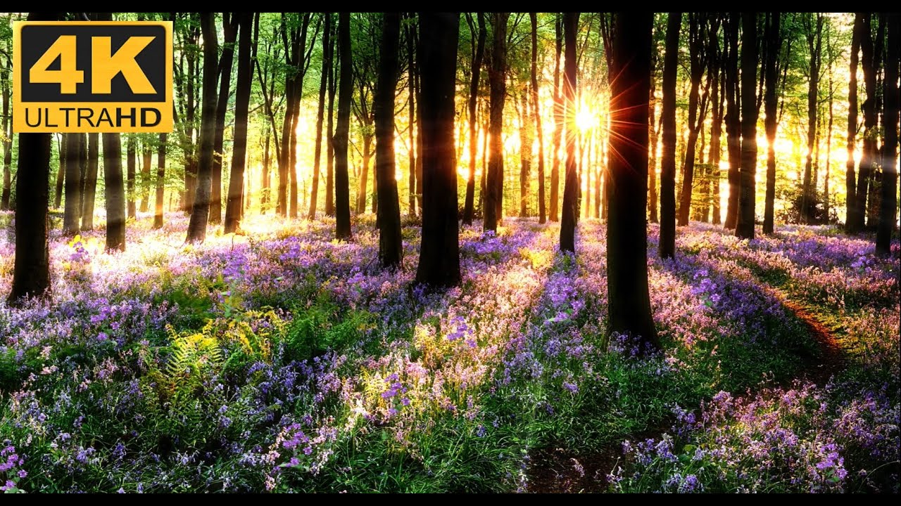 Ormanda 🌲 Kuş Sesleri 🐦 ve Kelebekler 🦋  l  HD 4K  l  Bird Sounds and Butterflies in the Forest