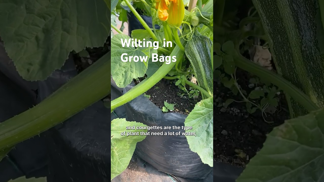 Water Stressed Courgettes #irrigation #containergrowing #watering #heatwave