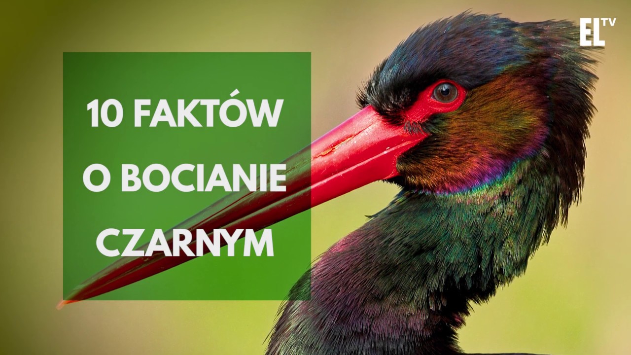 10 faktów o bocianie czarnym
