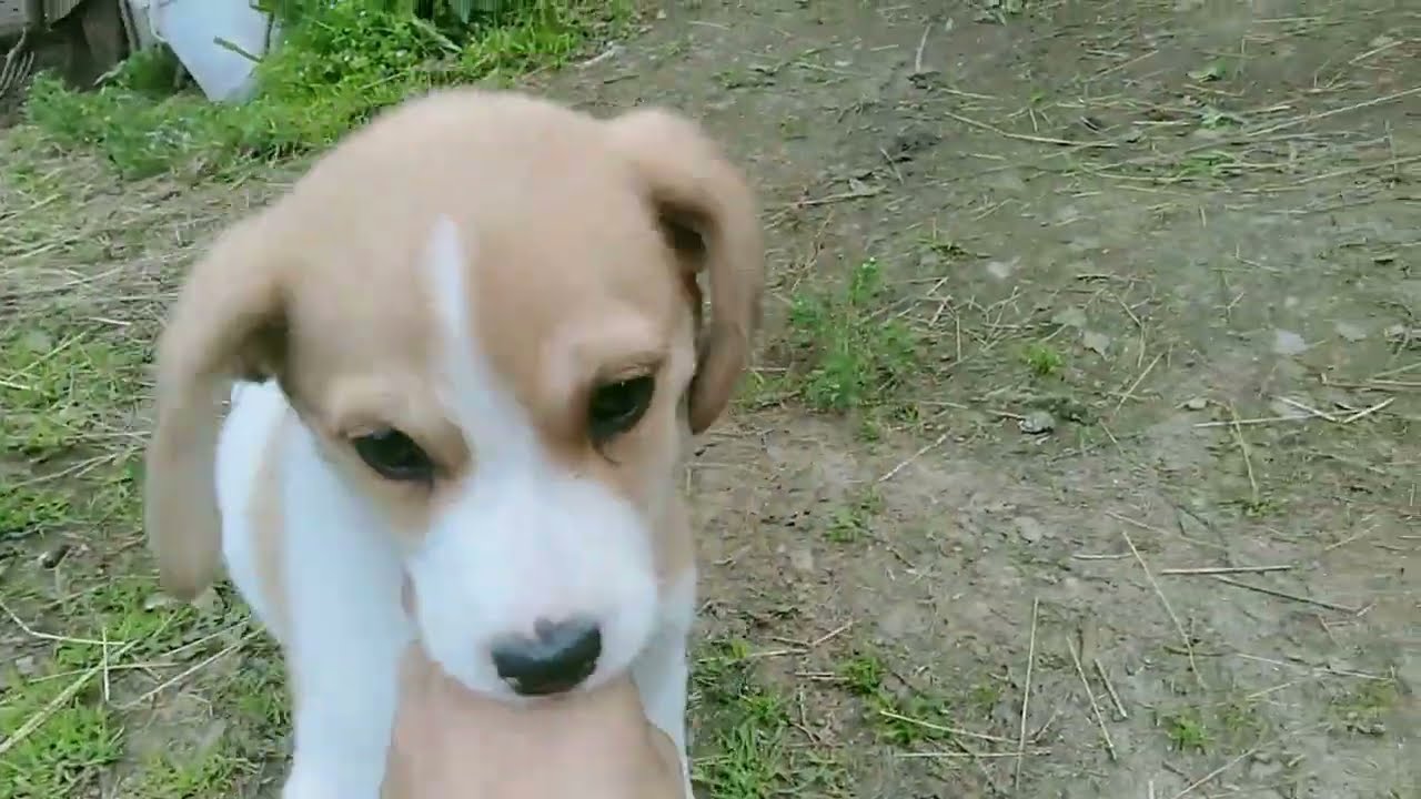 nowe nabytki w hodowli kur i nowy piesek i niestety straty w hodowli królików