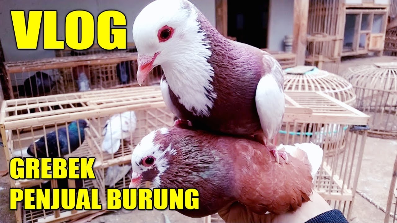 KOLEKSI PENJUAL BURUNG MERPATI #MERPATIKU