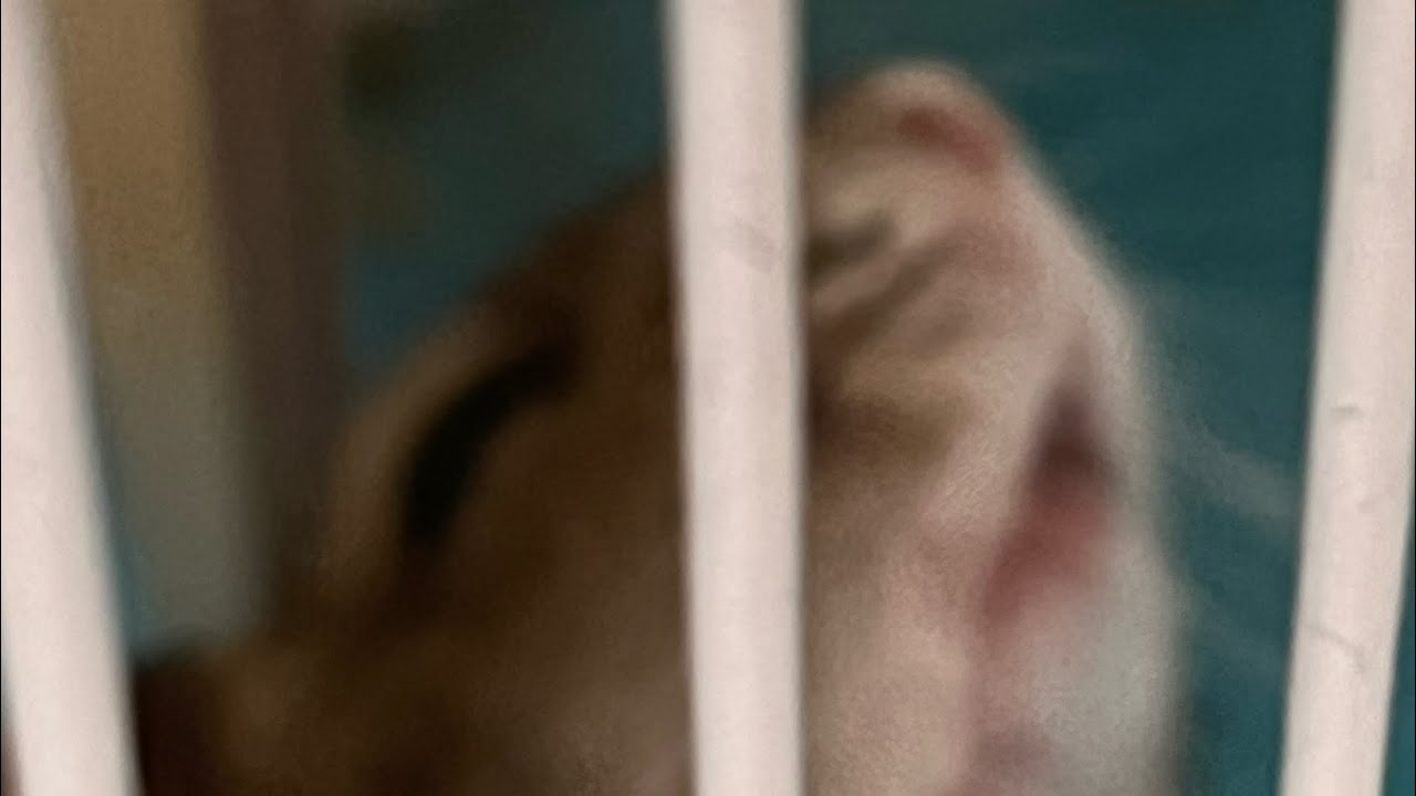 Hamster in cage!!!! 🐹🐹