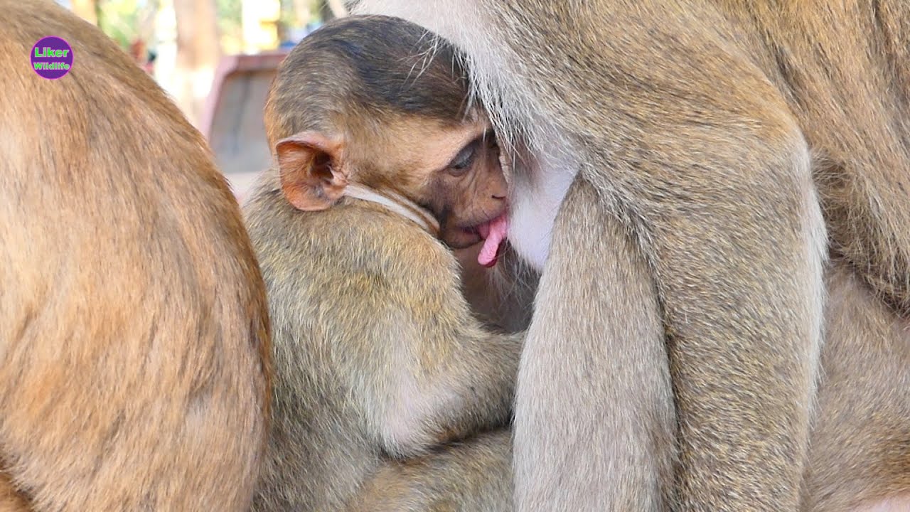 Very gentle Steppa use tongue touch breastfeed Mama to get milk