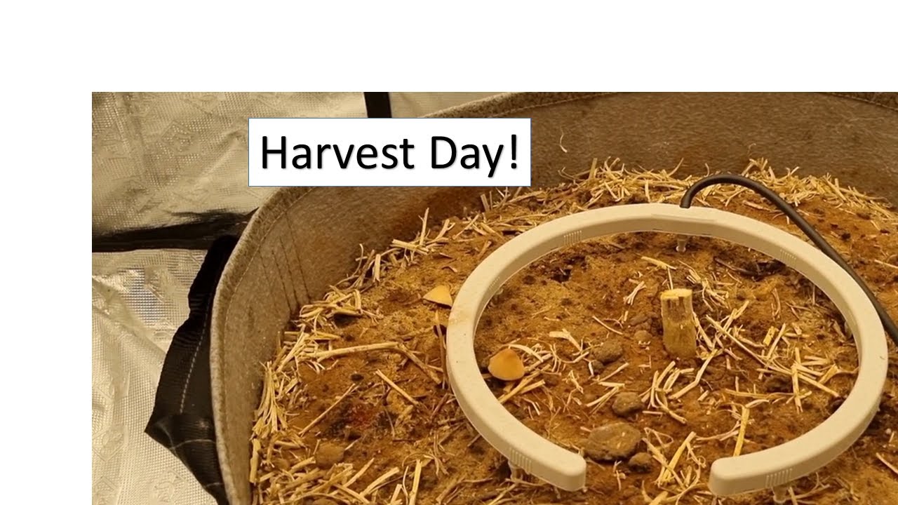 GG4 Harvest Day
