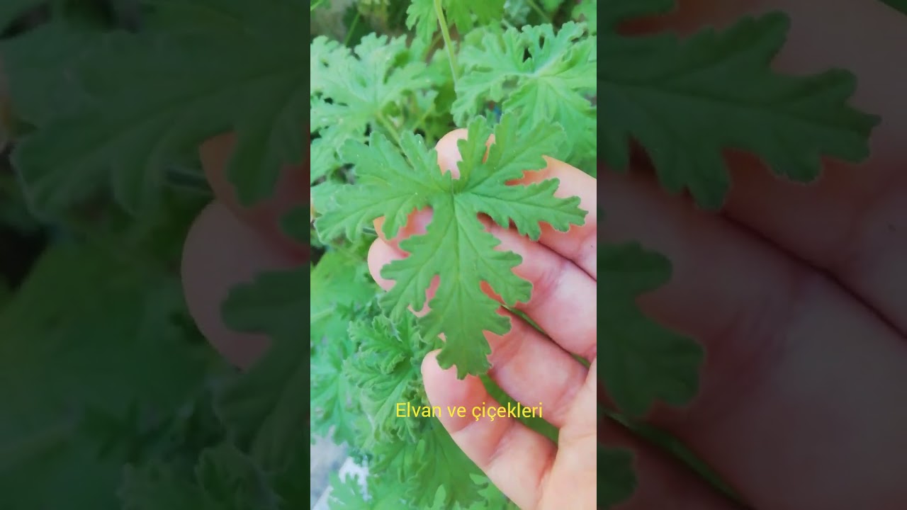 ITIR çiçeği bakımı ve çoğaltılması