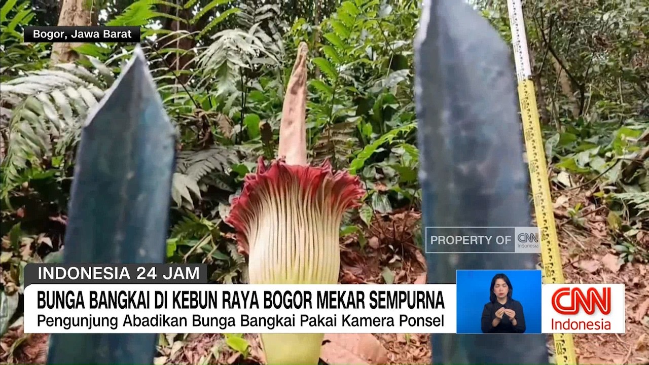 Bunga Bangkai di Kebun Raya Bogor Mekar Sempurna