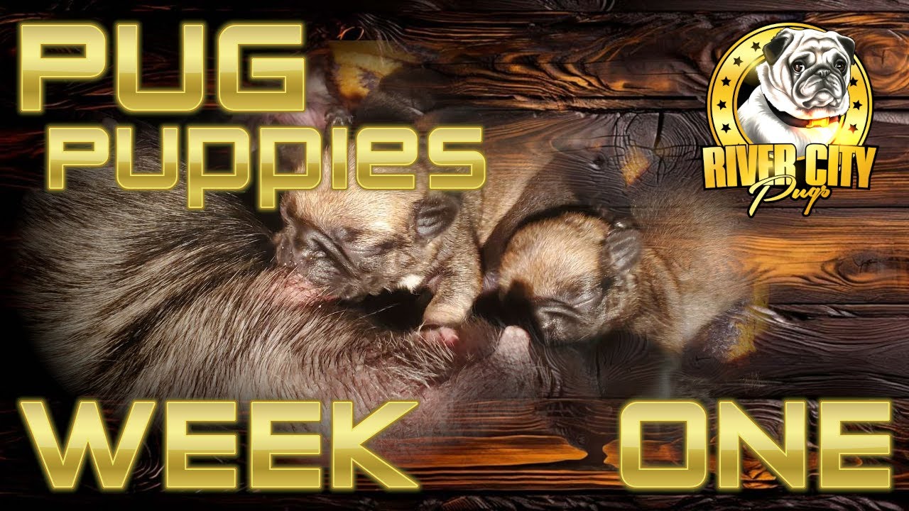 Pug Puppies - WEEK ONE - Update