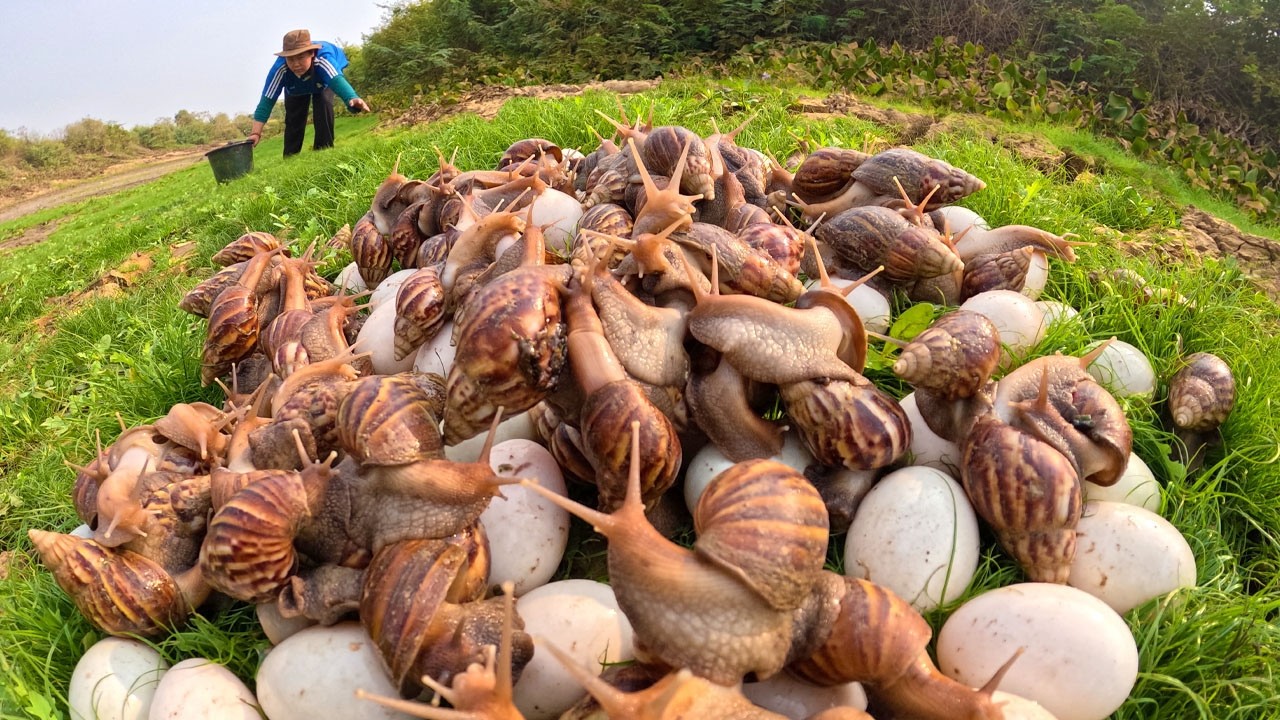 Primitive Life: Harvesting Giant Snails and Eggs for Survival