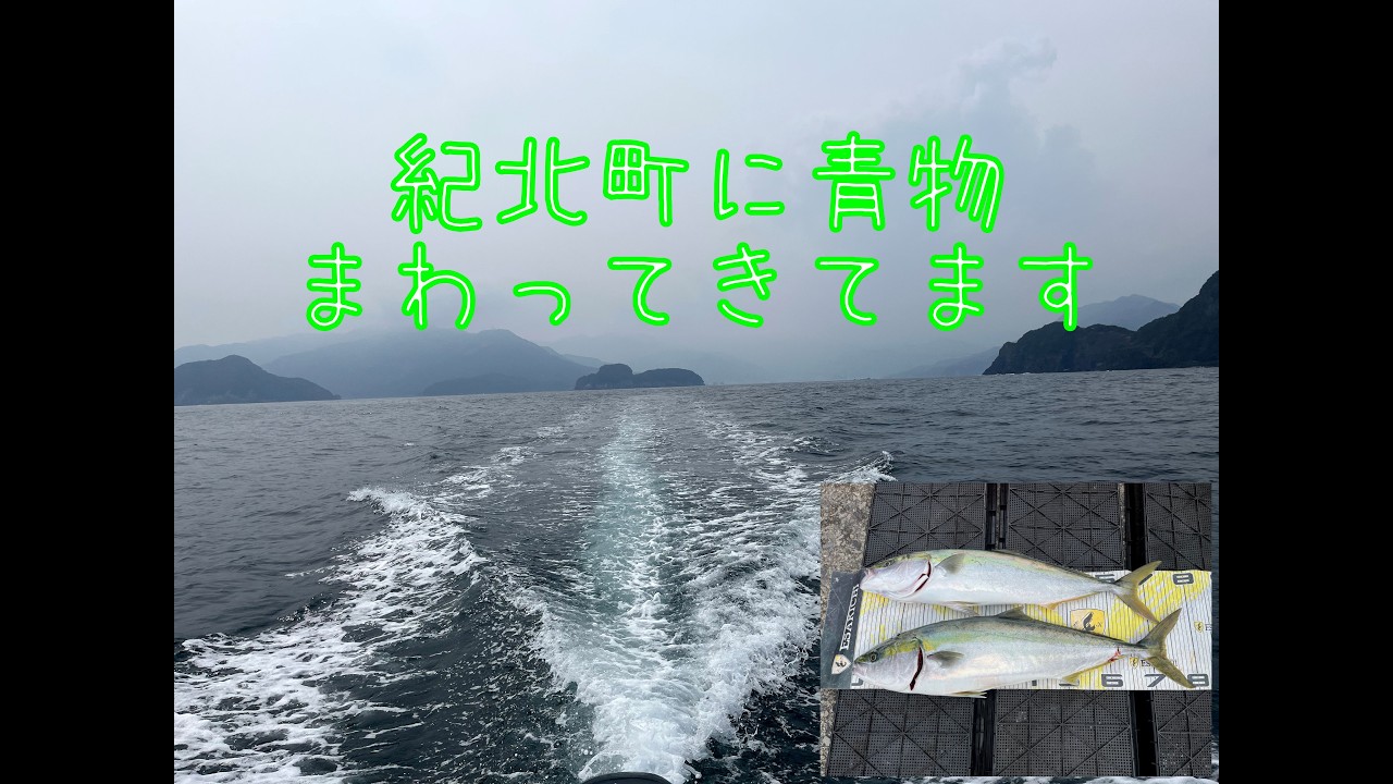 紀北町に青物　26 3 29