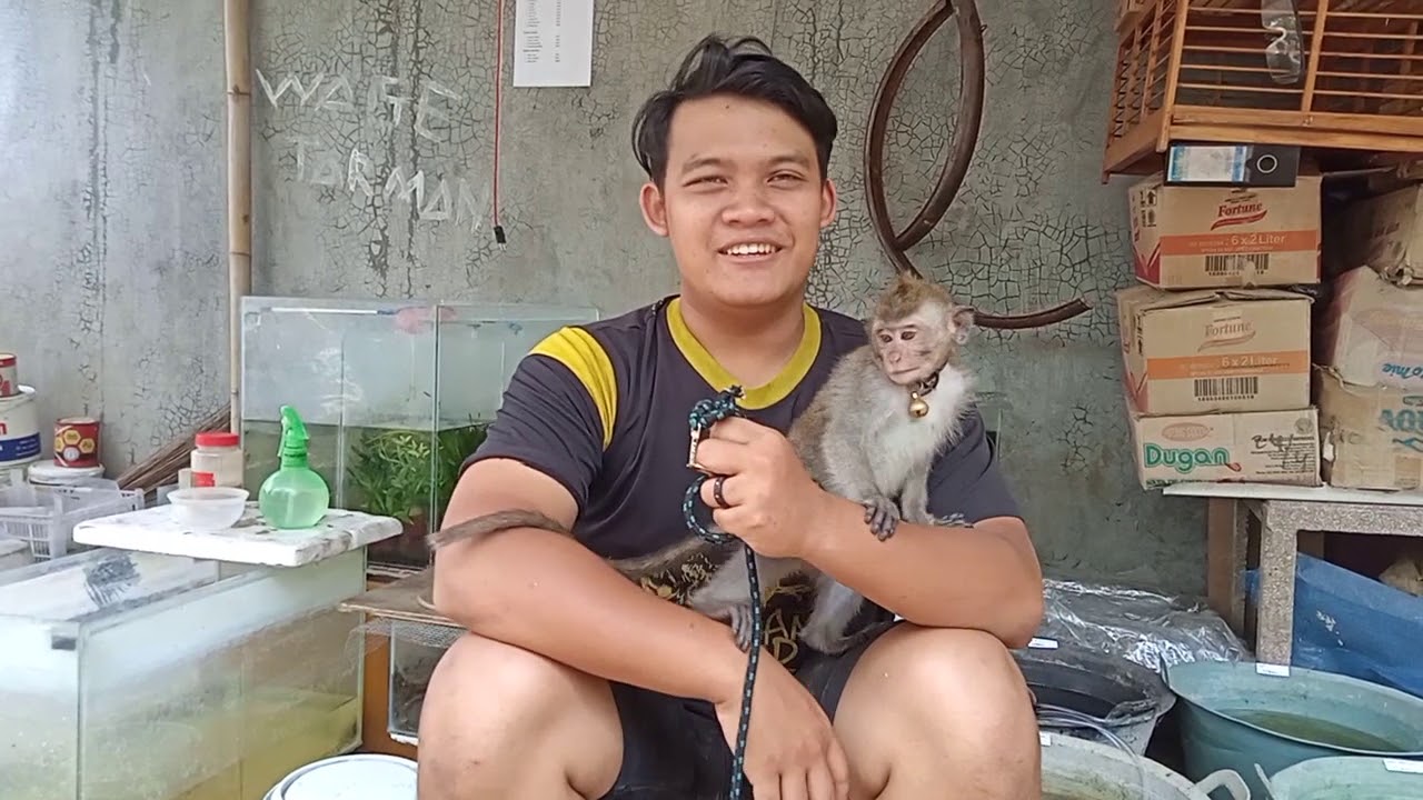 5 KEBIASAAN YANG HARUS DIKETAHUI PARA KEEPER MONYET PANTAI || MONKEY YOYO || MONKEY BABY BEST