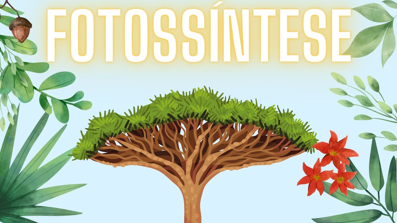 Fotossíntese: A alimentação das plantas