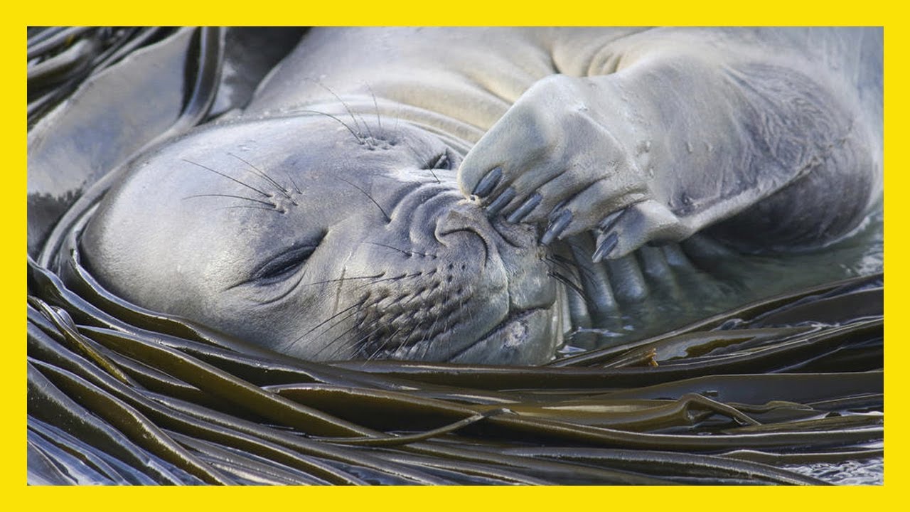 Winners of Prince Albert II of Monaco Foundation's Wildlife Photography Awards
