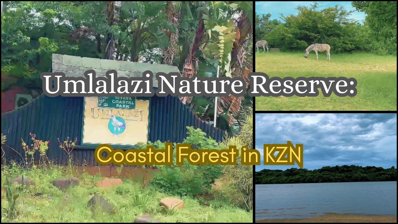 Umlalazi Nature Reserve | Coastal Forests & Wildlife in KwaZulu‑Natal