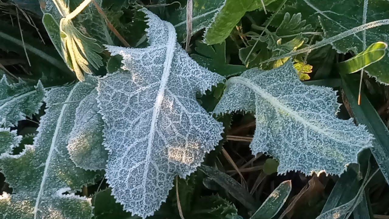 Morning Frost