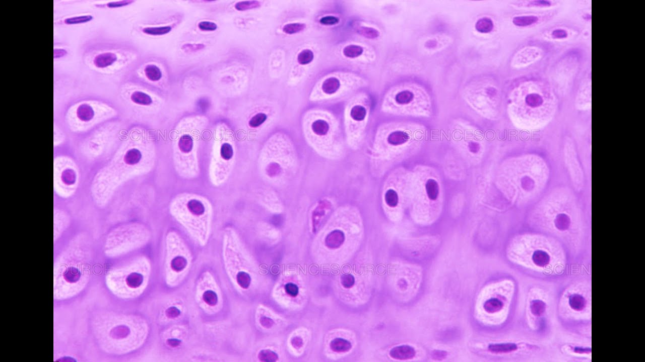 Lab 1.4 - Specialized Connective Tissues