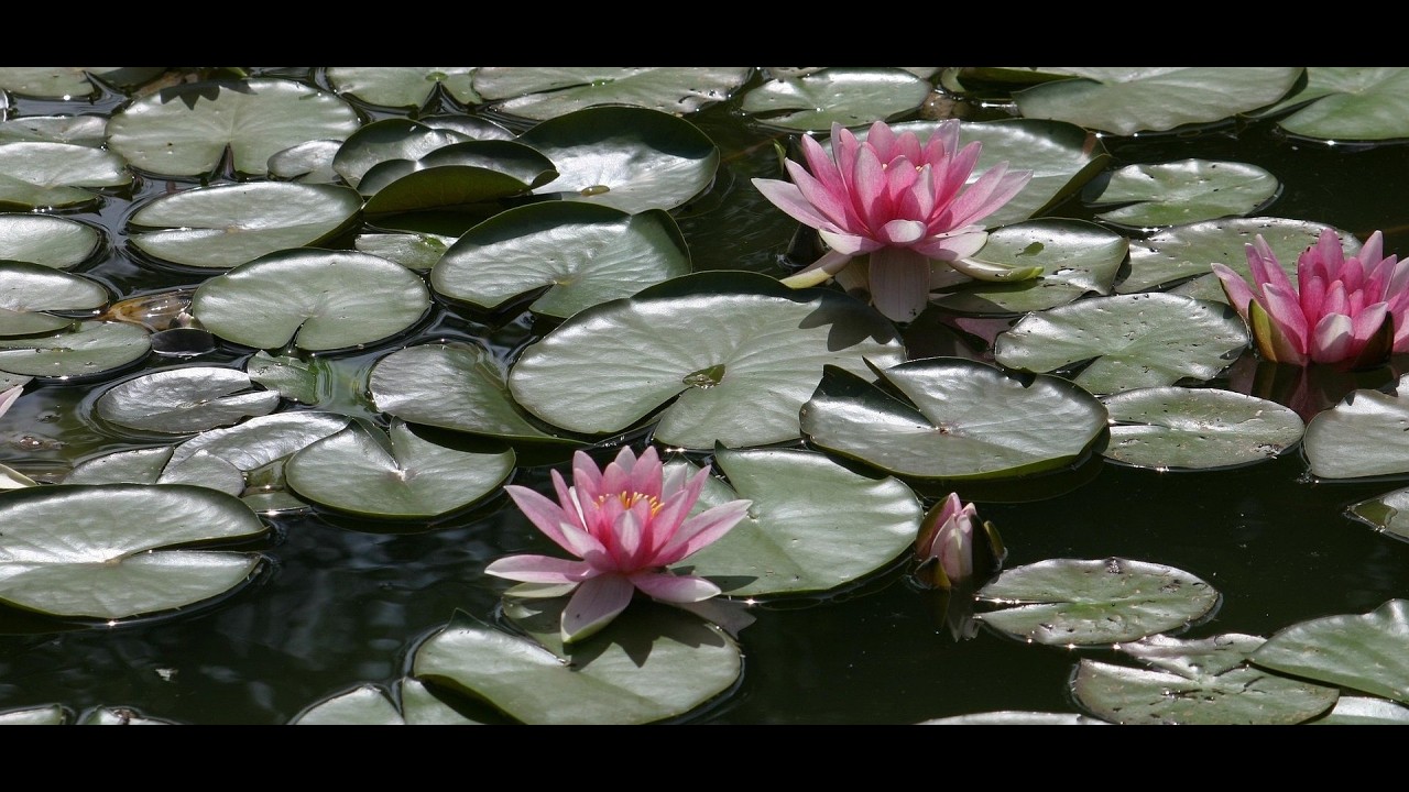 Hydrophytes: The Water Garden Plants