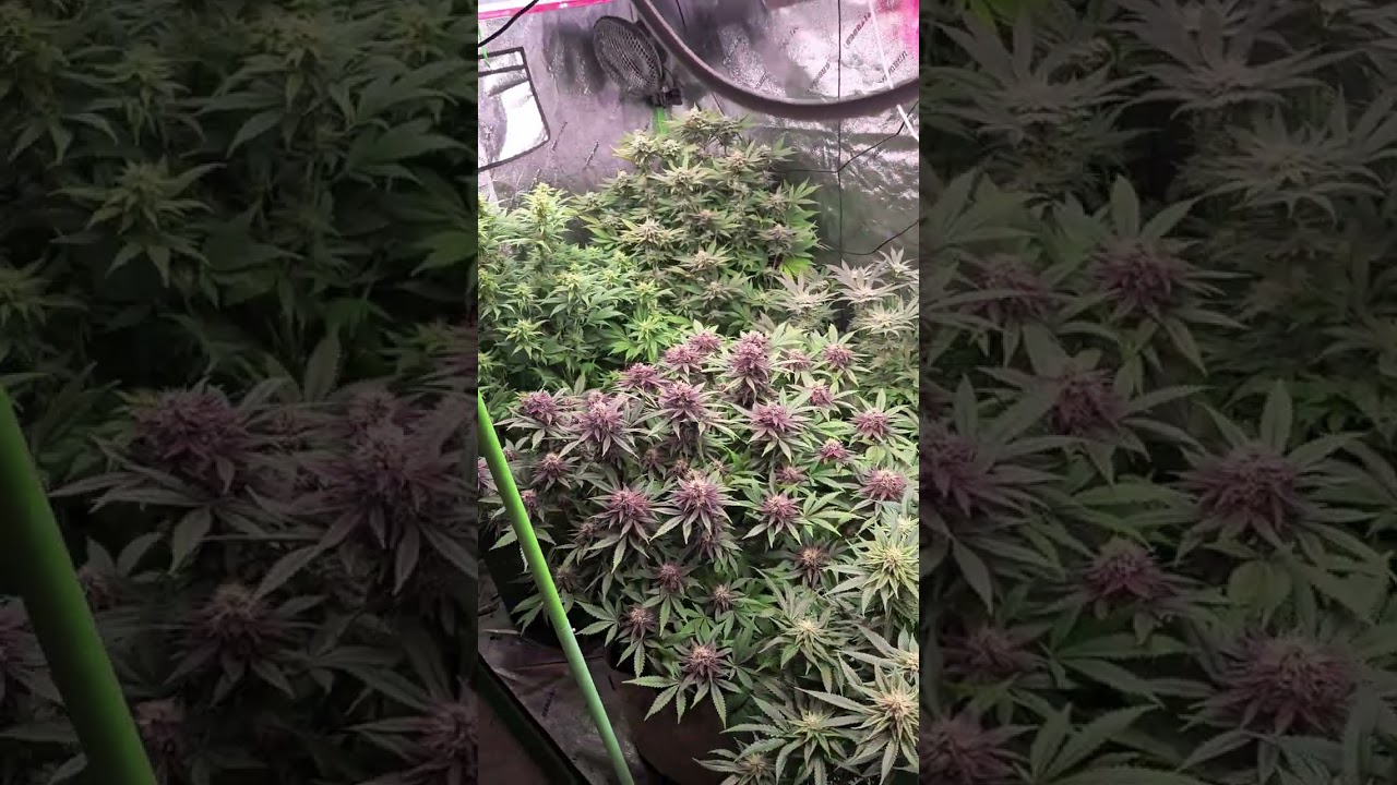 How to defoliate in flower
