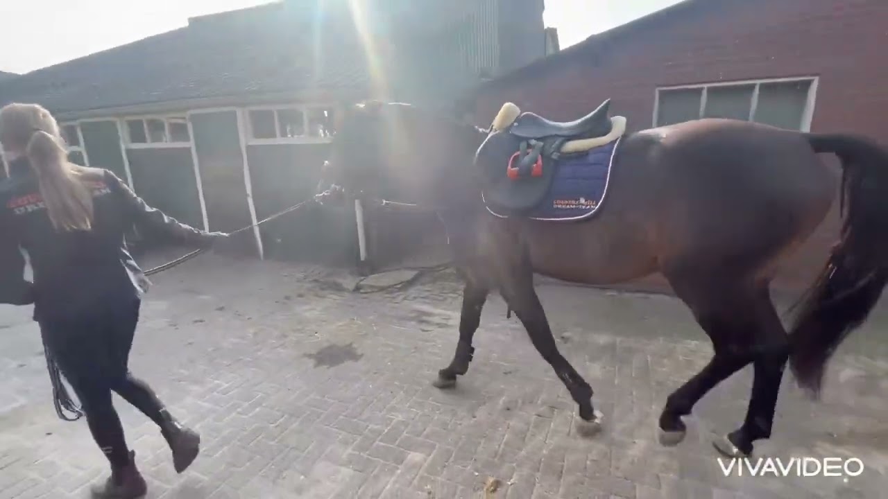 SOLD: super sweet 3 yo gelding, Ebony x Samba hit II, 1.64 m.