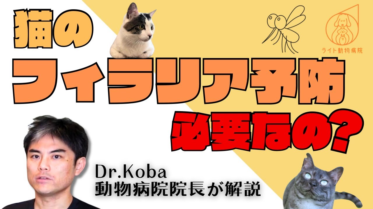 【セミナー】猫もフィラリア予防が必要って本当？【獣医師・愛玩動物看護師】
