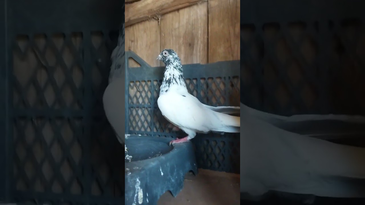 Evet yeni kümes tanıtım vidosu