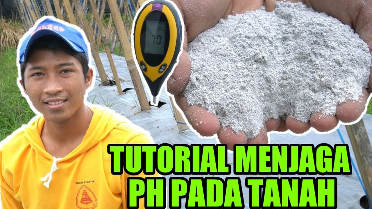 CARA MENJAGA PH TANAH UNTUK DI TANAM CABE | CARA MENANAM CABE