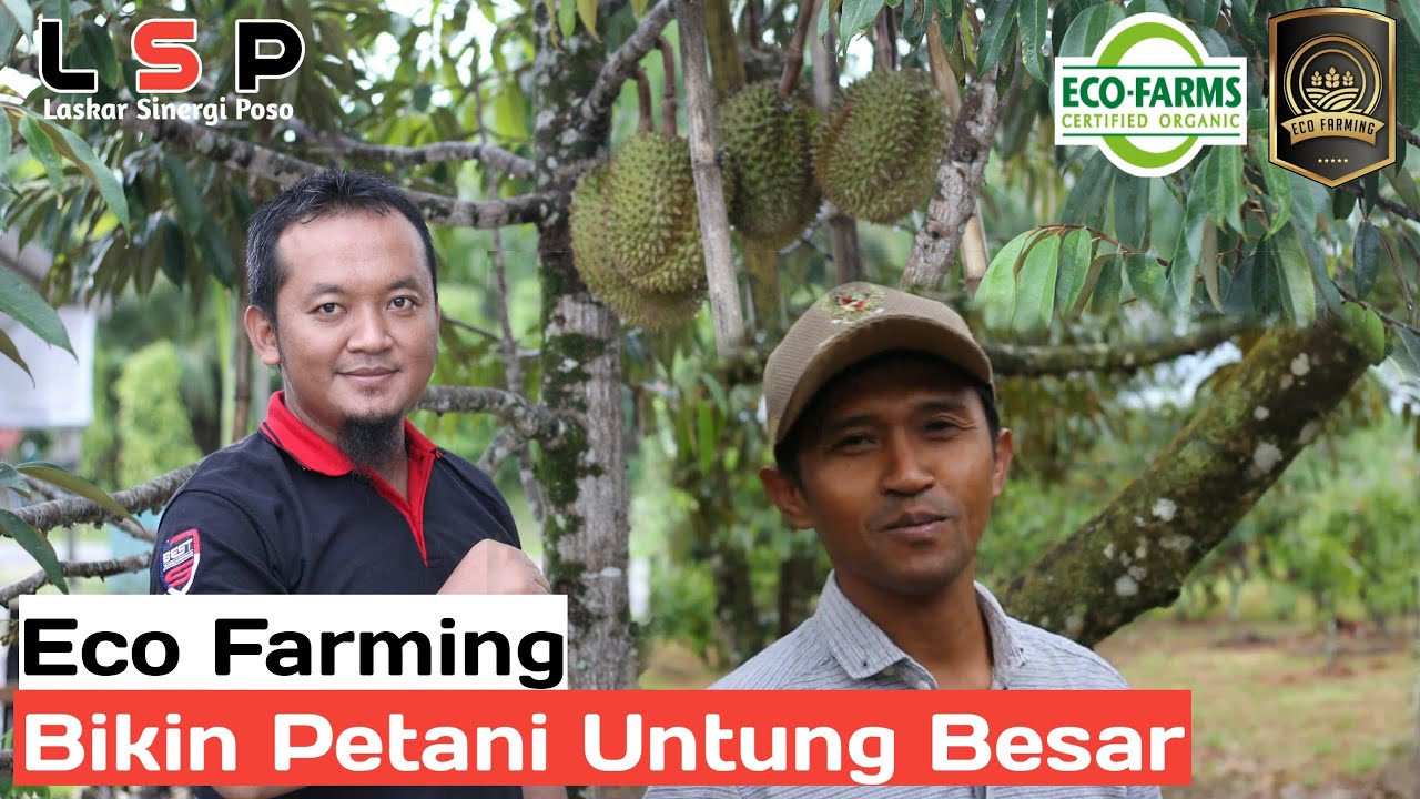 Testimoni Pupuk Eco Farming Pada Durian Montong