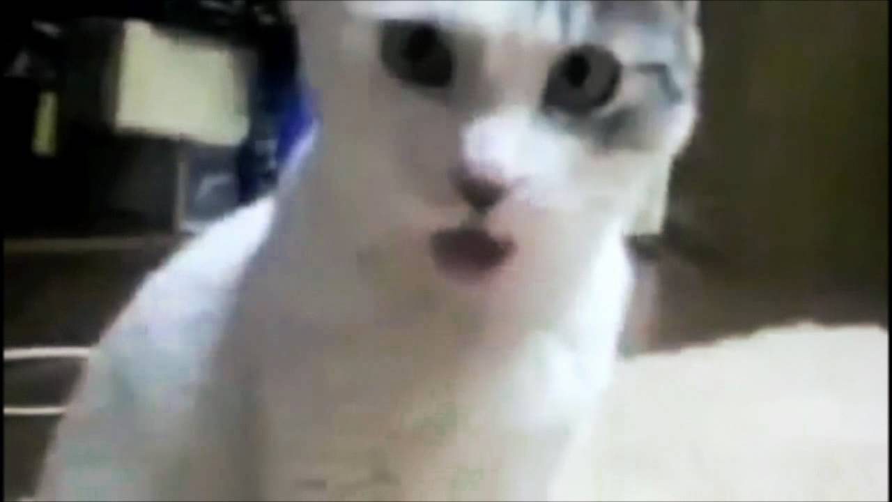 mw3 cat