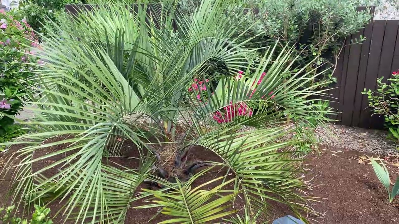 The less common Woolly Jelly Palm -Butia eriospatha mid summer look.